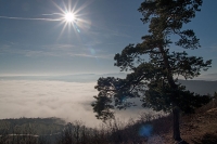 Dezembernebel über der Wachau