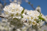 Kirschblüte