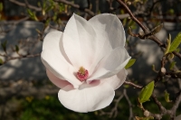 Magnolie