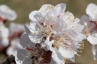 Marillenblüte