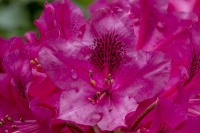 Rhododendron