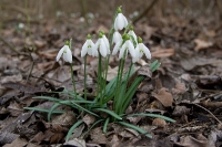 Schneeglöckchen