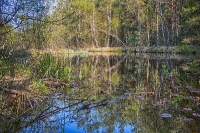 Naturpark Heidenreichsteiner Moor