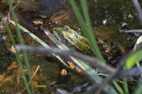 Wasserfrosch