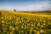 Rapsfeld bei Moritzreith