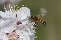 Marillenblüte