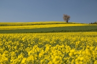 Rapsfeld bei Moritzreith