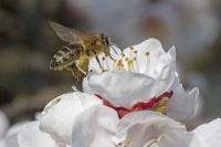 Marillenblüte