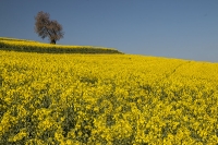 Rapsfeld bei Moritzreith