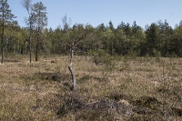 Naturpark Heidenreichsteiner Moor