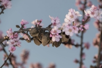 Mandelblüte