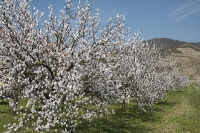 Marillenblüte