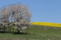 Blütenpracht bei Rastenfeld