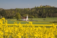 Rapsfeld bei Moritzreith