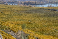 Herbst im Weingarten