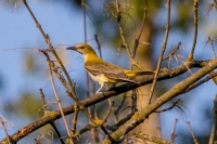 Seethalerlacke in Krems