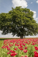 Mohnfeld bei Rudmanns