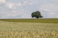 Mohnfeld bei Rudmanns