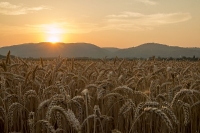 Sonnenuntergang - Neubergweg in Furth