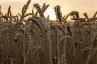 Sonnenuntergang - Neubergweg in Furth
