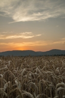 Sonnenuntergang - Neubergweg in Furth