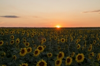 Sonnenuntergang - Sonnenblumenfeld