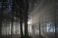 Nebel im Winterwald