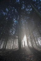 Nebel im Winterwald