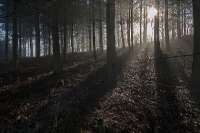 Nebel im Winterwald