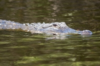 Everglades