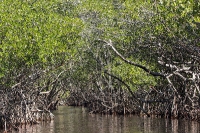 Everglades