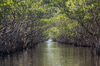 Everglades