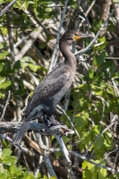 Everglades