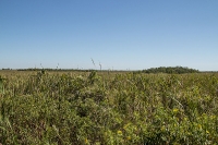 Everglades