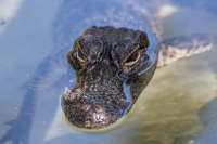 Everglades