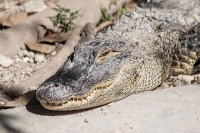 Everglades