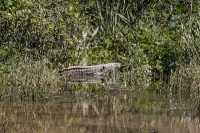 Everglades