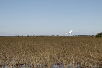 Everglades