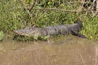 Everglades