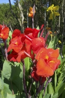 Blütenpracht in allen Farben