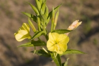 gelbe Blütenpracht in der Nacht