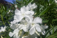 Oleander