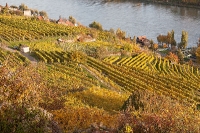 Weinberg in Krems-Stein